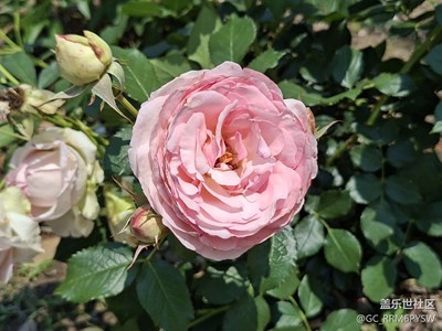 月季花