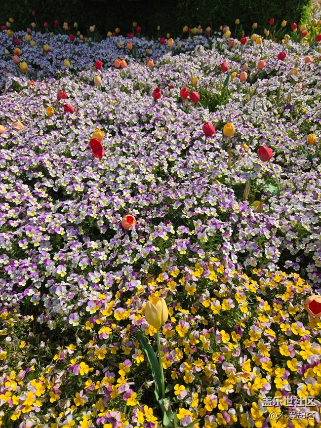 【 长焦与微距】春日花海