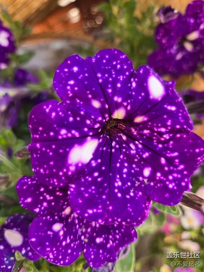 #五月满园芳——紫花绽放