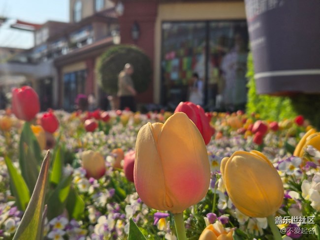 【 长焦与微距】春日花海