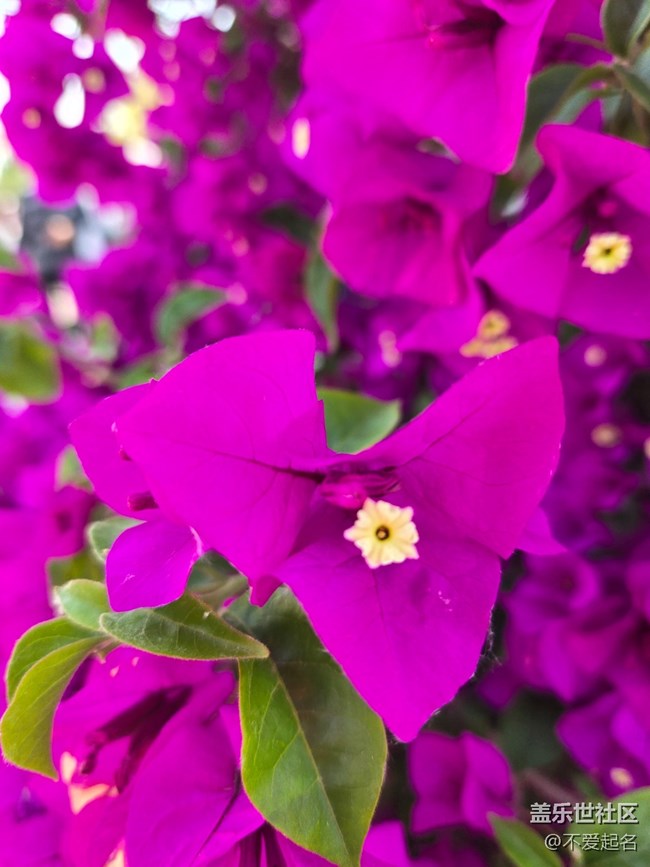 #五月满园芳——紫花绽放