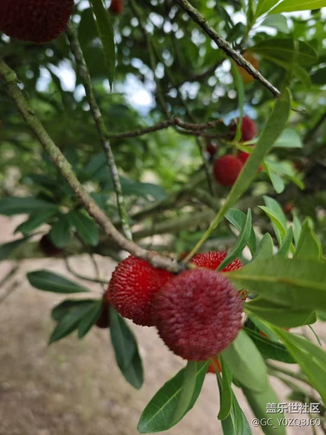 【夏日清凉】杨梅红