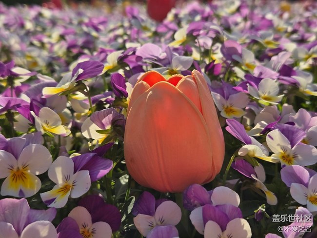 【 长焦与微距】春日花海