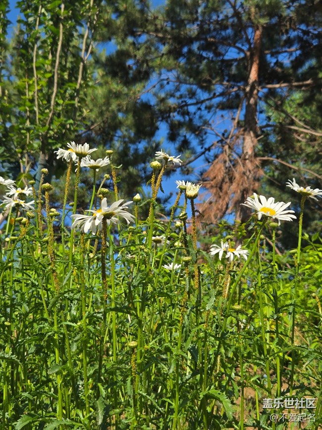 #五月满园芳——雏菊