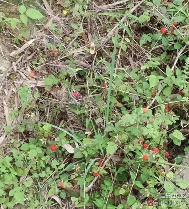 【夏日清凉】野果