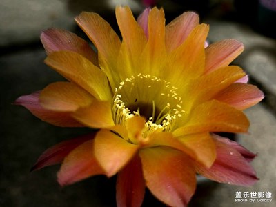 【悦见小满]花开半夏
