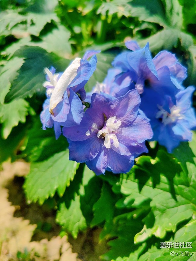 【京顺园公园】夏日慵懒法式风公园游记