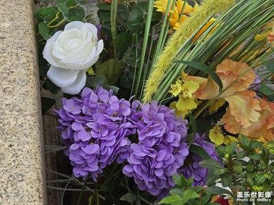 【悦见小满】+一些花