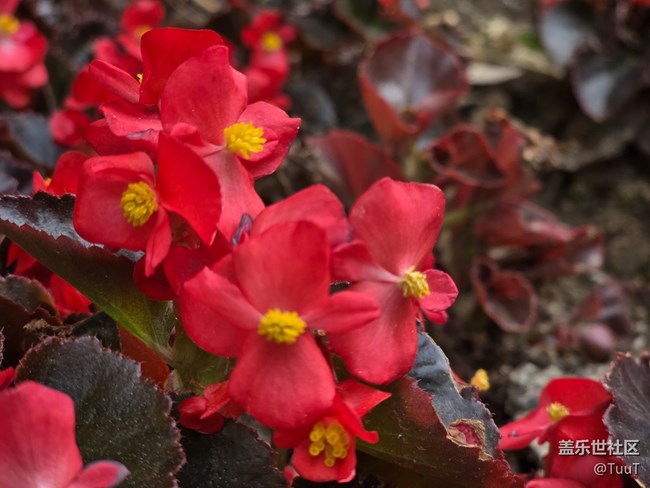 #五月满园芳——花丛中的小昆虫