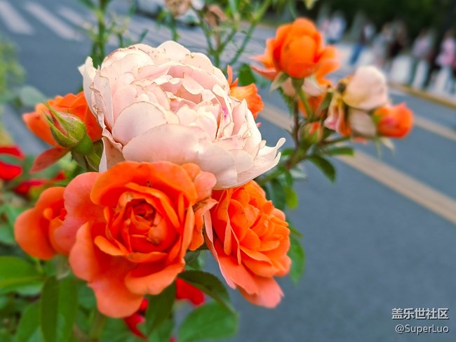 #五月满园芳——外白渡桥和花