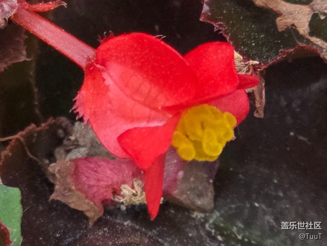 #五月满园芳——花丛中的小昆虫