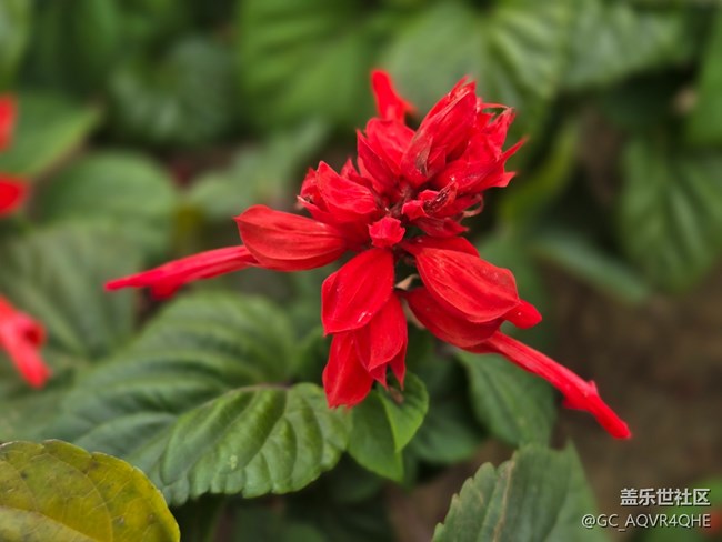 #五月满园芳——红花绿叶