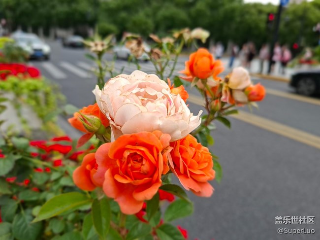 #五月满园芳——外白渡桥和花