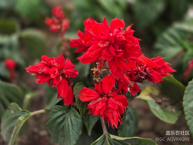 #五月满园芳——红花绿叶