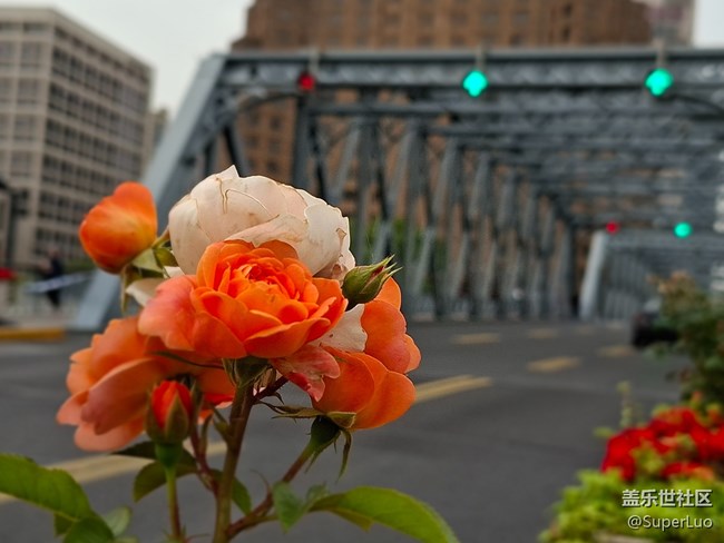 #五月满园芳——外白渡桥和花