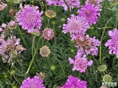 【悦见小满】+花香鸟语