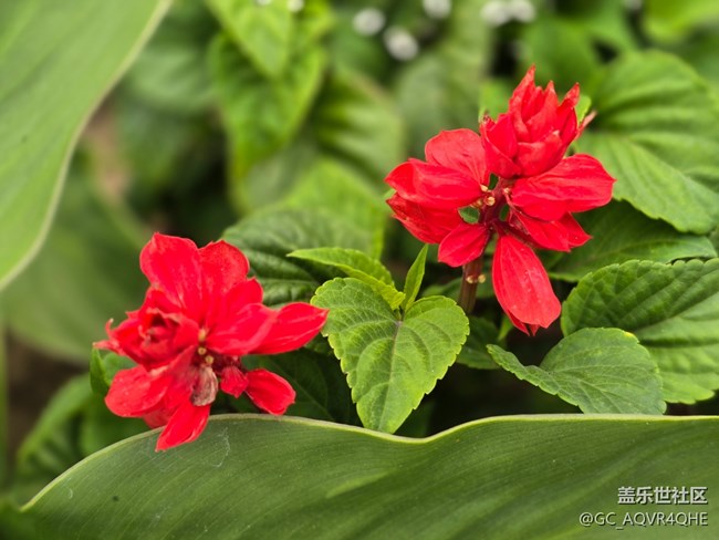 #五月满园芳——红花绿叶