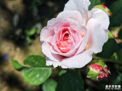 【悦见小满】+玫瑰芬芳

