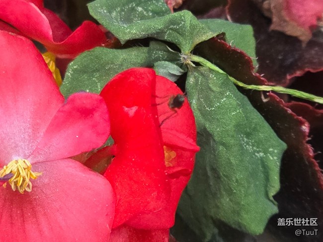 #五月满园芳——花丛中的小昆虫