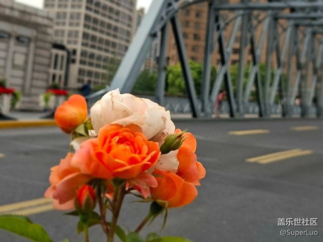 #五月满园芳——外白渡桥和花