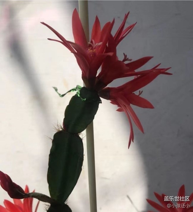 【夏日清凉】开花了