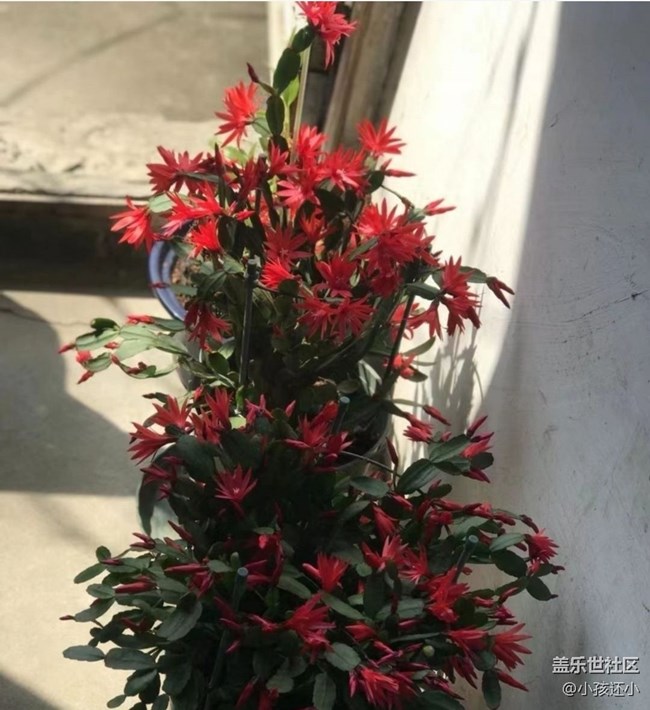 【夏日清凉】开花了