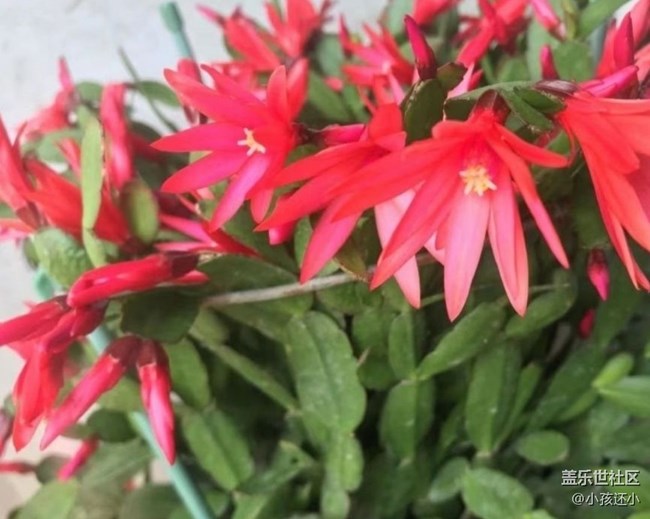 【夏日清凉】开花了