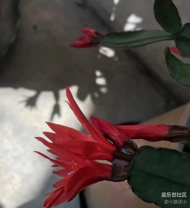 【夏日清凉】开花了