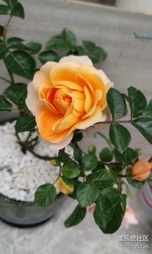 【夏日清凉】静待花开