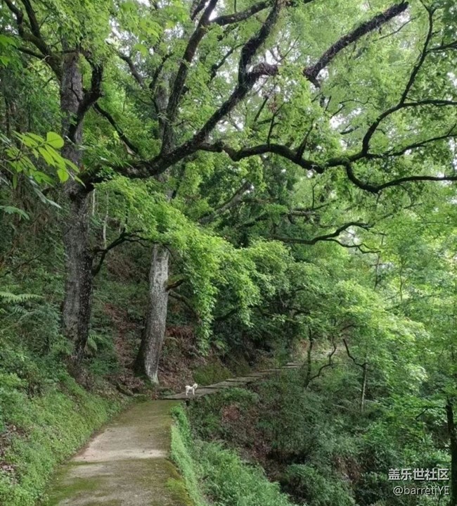 【春夏之旅】上山遛狗