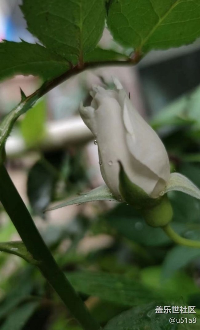 【夏日清凉】静待花开