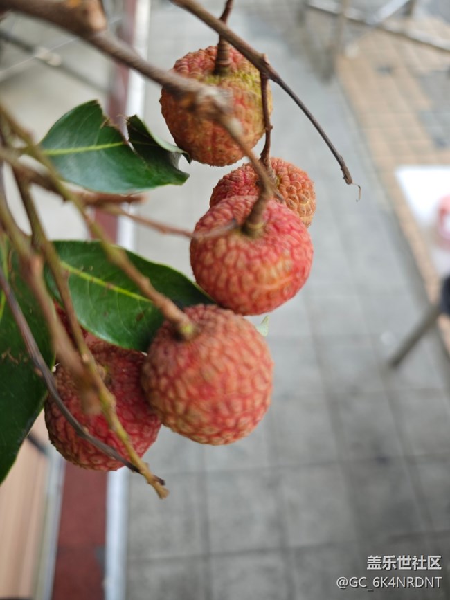 【荔枝飘香】荔枝熟了