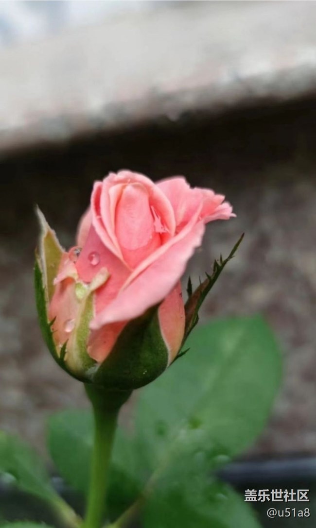 【夏日清凉】静待花开
