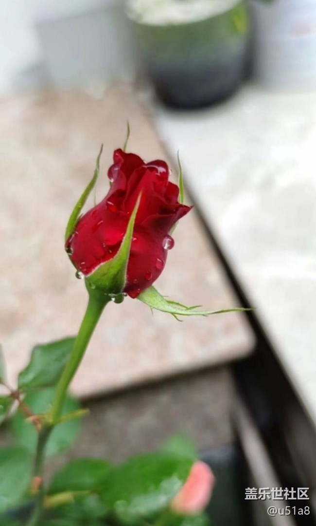 【夏日清凉】静待花开