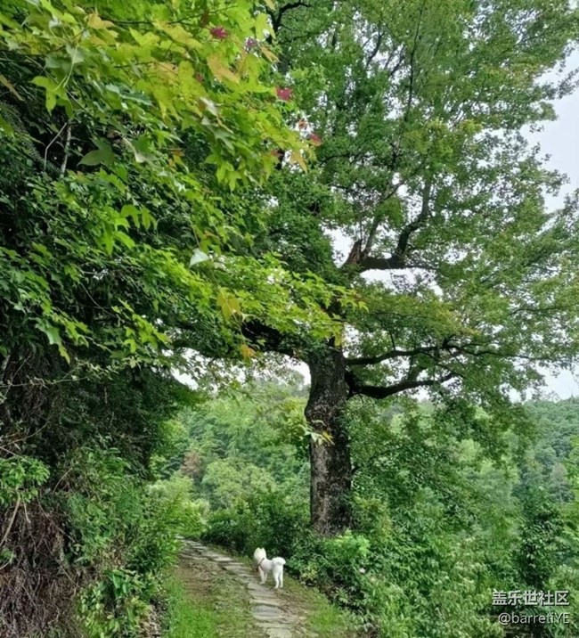 【春夏之旅】上山遛狗