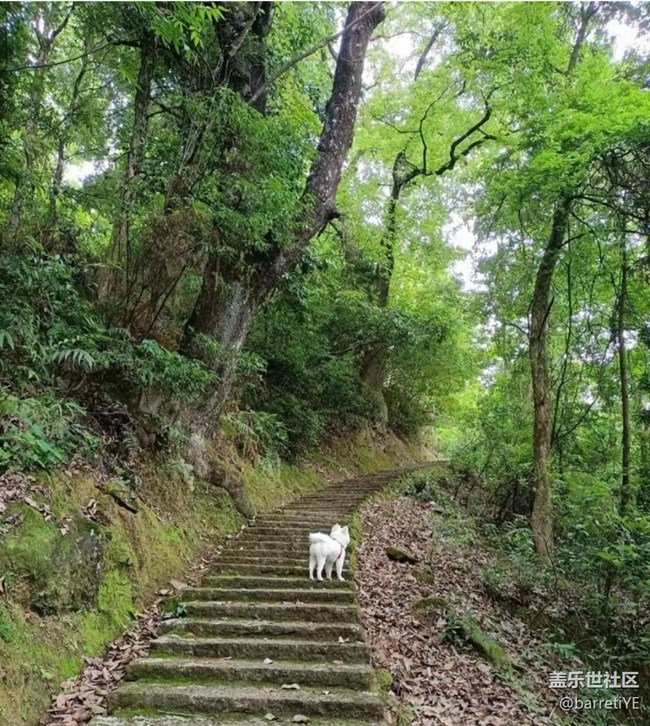 【春夏之旅】上山遛狗