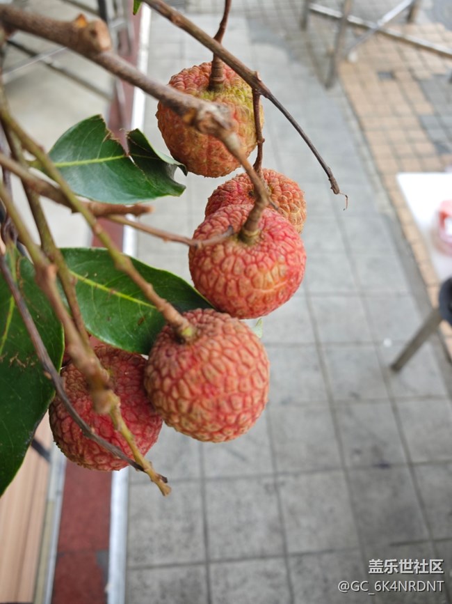 【荔枝飘香】荔枝熟了