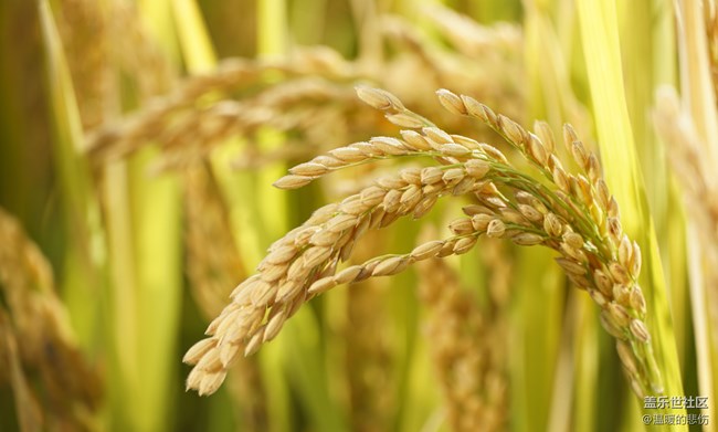 【美食6月第一周】芒种食养记