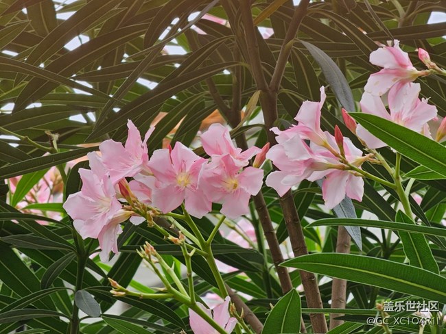 【生活碎片】植物多彩