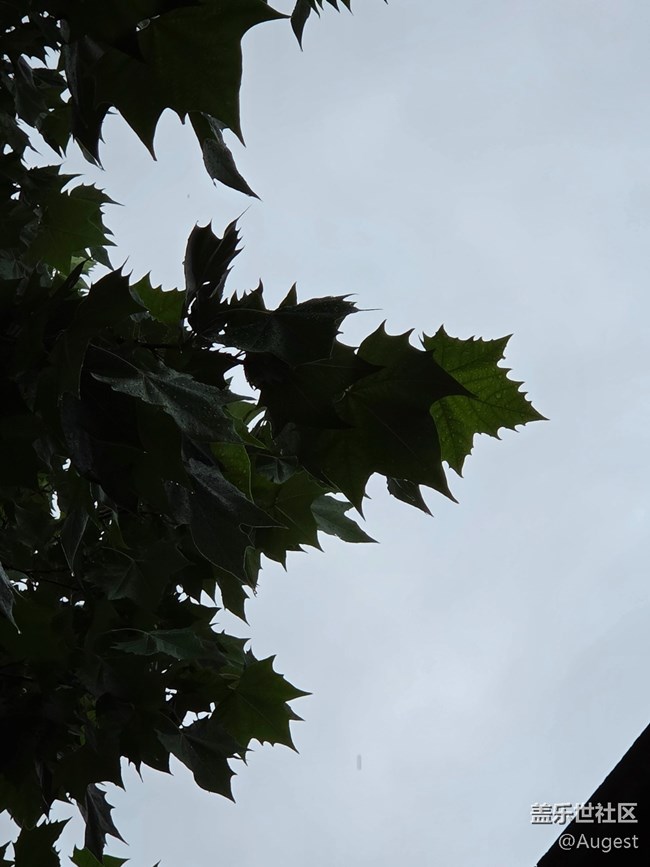 【五月物候观察手册】绿叶