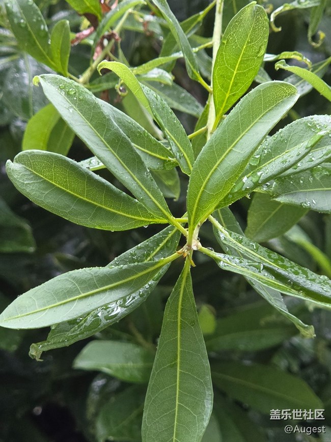 【五月物候观察手册】绿叶