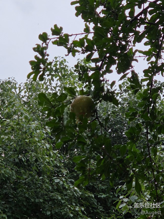 【五月物候观察手册】绿叶
