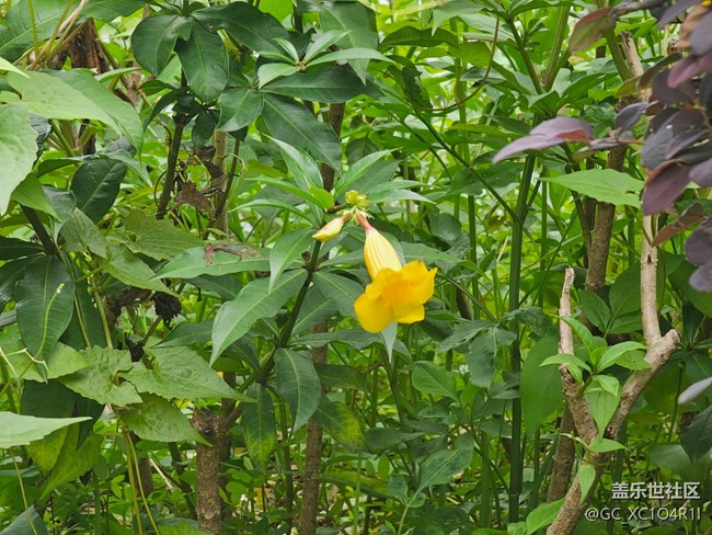 【生活碎片】植物多彩