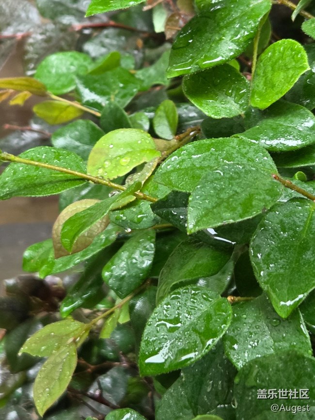 【五月物候观察手册】rainy day