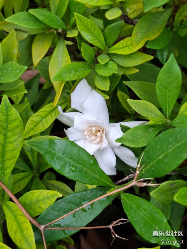 【五月物候观察手册】