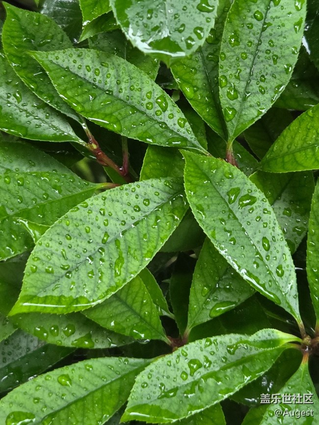 【五月物候观察手册】rainy day