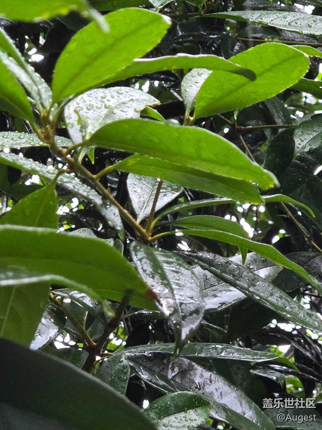 【五月物候观察手册】