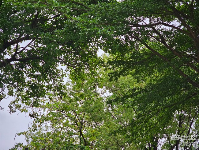 【金陵光影漂流计划】多彩植物