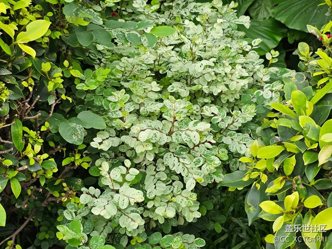 【生活碎片】有风的5月