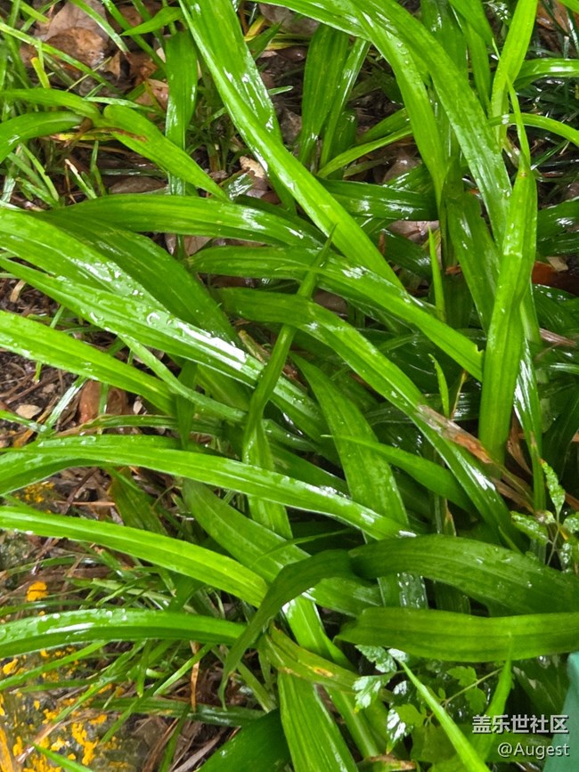 【五月物候观察手册】rainy day